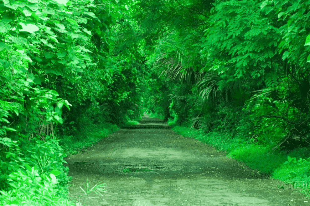 Serunya Melewati Hutan Evergreen Serunya Melewati Hutan Evergreen