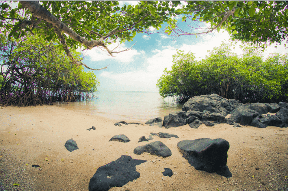 Uniknya Pantai Bama Baluran Uniknya Pantai Bama Baluran