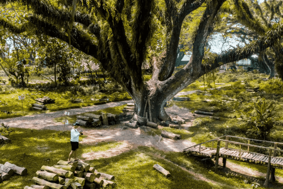 Kisah Sejarah dari Hutan Trembesi Jawatan Benculuk Kisah Sejarah dari Hutan Trembesi Jawatan Benculuk