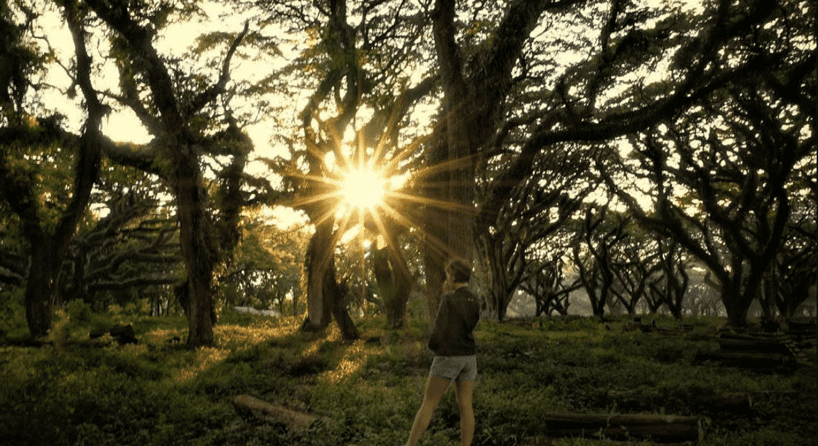 Sunset Alami dari Hutan Trembesi Sunset Alami dari Hutan Trembesi