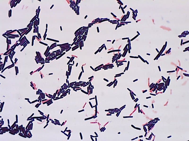 Peran Probiotik Lactobacillus pada Alergi
