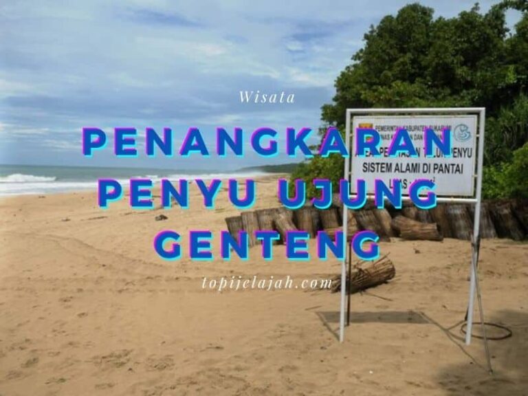 Penangkaran-penyu-ujung-genteng