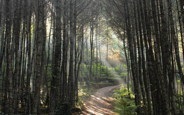 Hutan Pinus Giri Wening